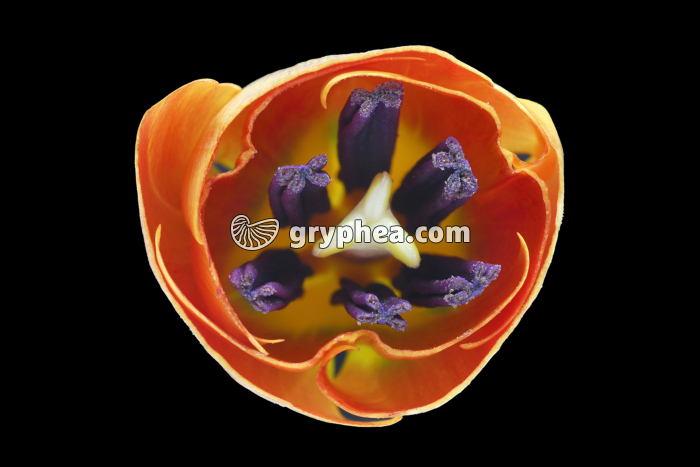 Tulipe - Fleur en CT - gryphea.com